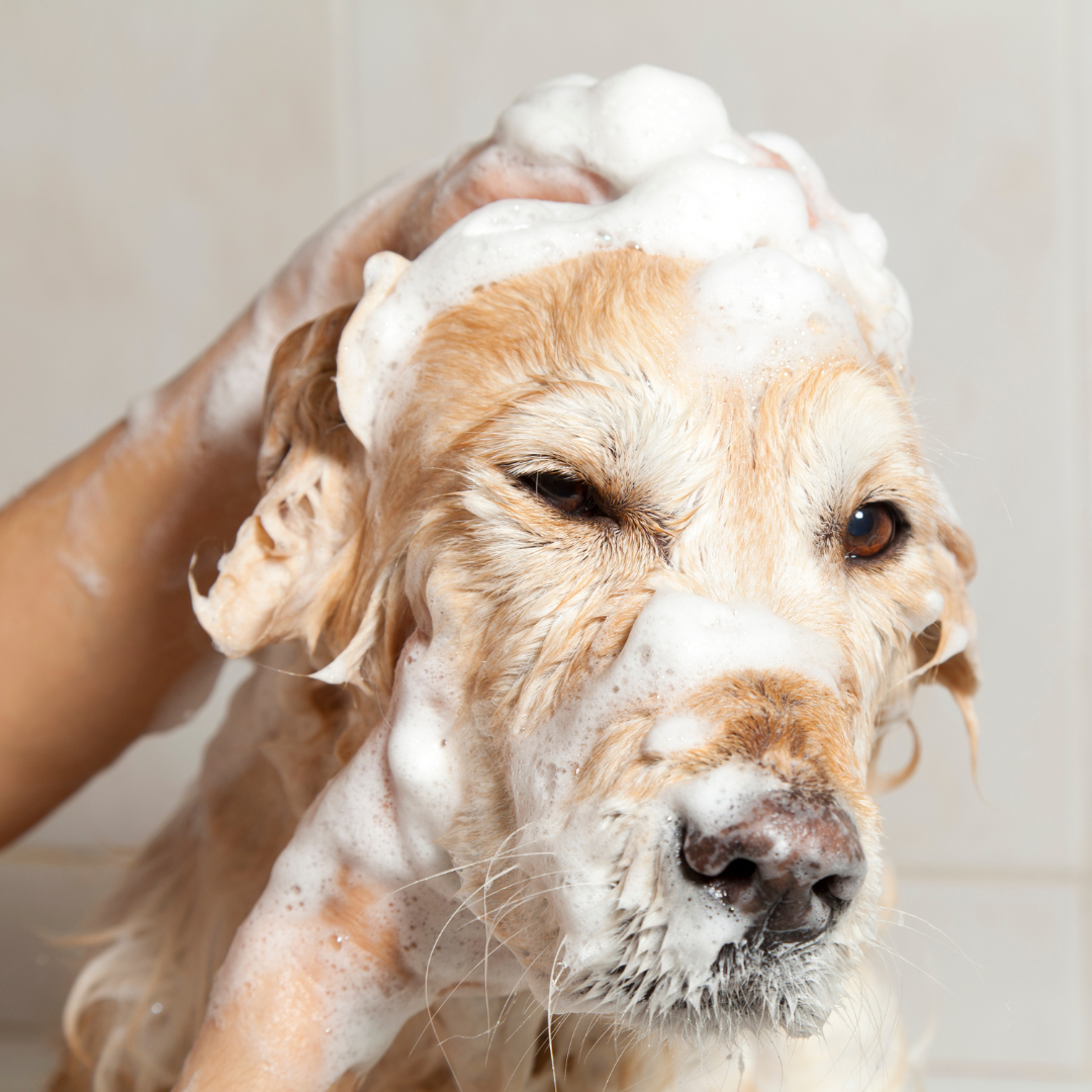 Hond wassen met shampoo