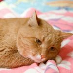 Ce se întâmplă dacă pisica îți mănâncă ficusul: un joc periculos cu legume care se termină cu vărsături ce-se-intampla-daca-pisica-iti-mananca-ficusul-un-joc.jpg