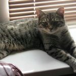 De ce te înșeli dacă crezi că îți cunoști pisica: adevărul șocant despre limba pe care nu o putem auzi de-ce-te-inseli-daca-crezi-ca-iti-cunosti-pisica.jpg